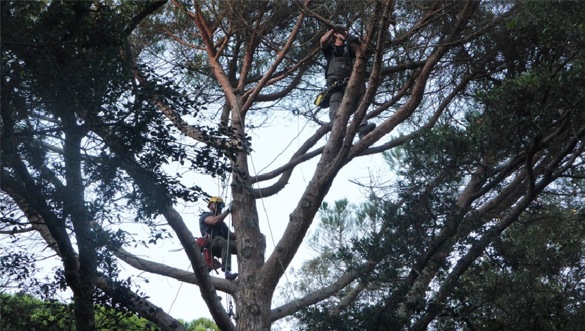 Trabajos de instalación en árboles