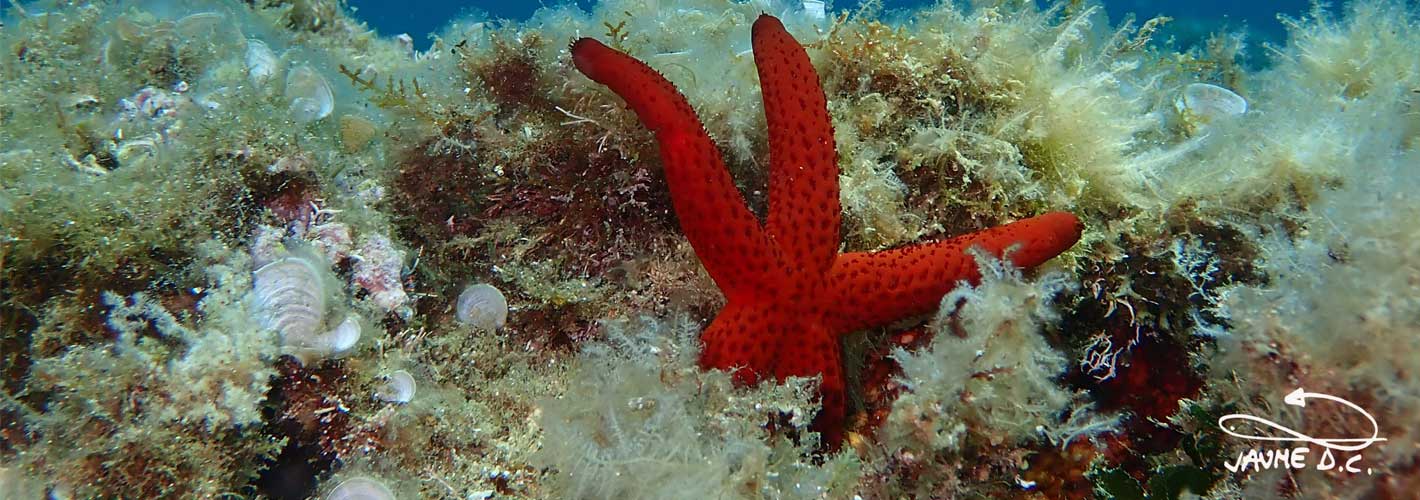 Hacer snorkel en la Costa Brava con Parc Aventura.
