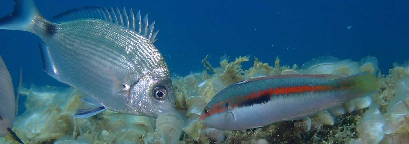 buceo Costa Brava, los mejores enclaves con Costa Brava Parc Aventura